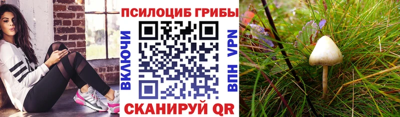 Галлюциногенные грибы Psilocybine cubensis  Нестеровская 